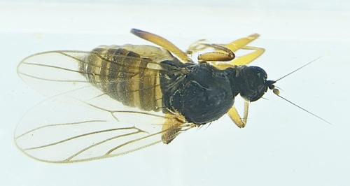 Réf. 295 547 : Crossopalpus sp.
